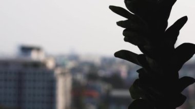 Şehir arkaplanlı keman inciri silueti