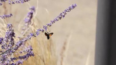Fransa 'da lavanta ile beslenen sinekkuşu güvesi