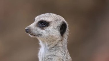 Meerkat tarama ortamı, tetikte ve ihtiyatlı