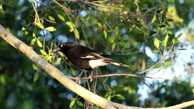 Saksağan yuvasını inşa etmek için dal toplar