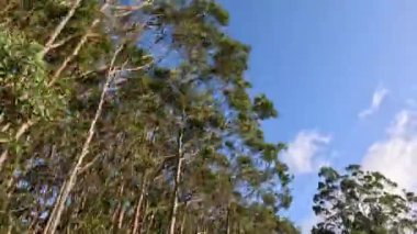 Açık mavi gökyüzüne karşı okaliptüs ağaçları