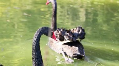 İki siyah kuğu gölette birlikte yüzüyor.