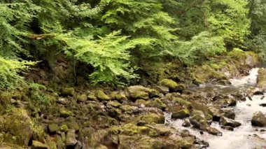 Akan akarsu yemyeşil ormanlarda