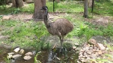 Küçük bir dere kenarında yürüyen bir devekuşu.