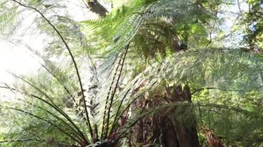 Güneş ışığı yemyeşil eğrelti otları arasından süzülür