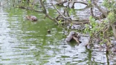 Kaplumbağalar dingin bir gölet ortamında etkileşim halindedirler.