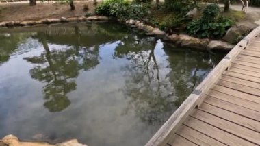 Sakin su, sakin bir günde ağaçları yansıtır.