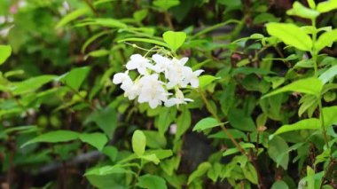 Rüzgarda hareket eden beyaz çiçek kümesi