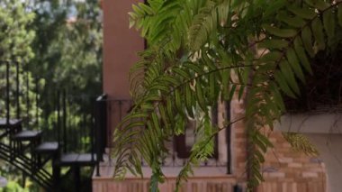 Eğreltiotları zaman içinde tuğla bir balkonda yavaşça sallanır.