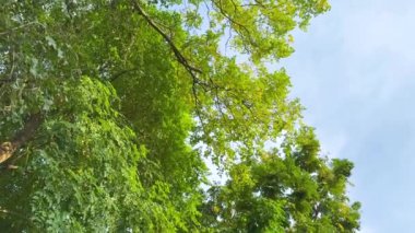 Bereketli yeşil ağaçlar rüzgarda hafifçe sallanıyor.