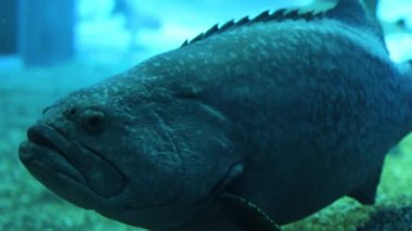 Büyük balıklar sualtı habitatlarında süzülür.