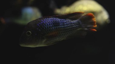 Karanlık bir akvaryumda yüzen canlı cichlid balığı.