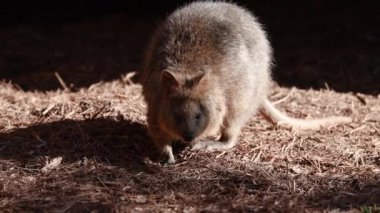 Quokka yerde yiyecek arıyor.