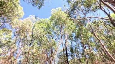 Açık mavi gökyüzünün altındaki okaliptüs ağaçları