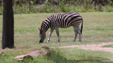 Zebra dingin bir alanda otla besleniyor