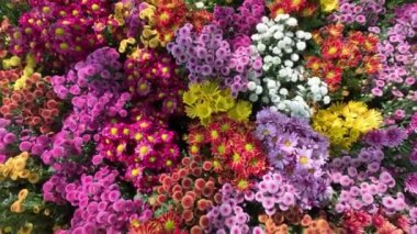 Renkli bir çiçek sergisi hızla açıyor..