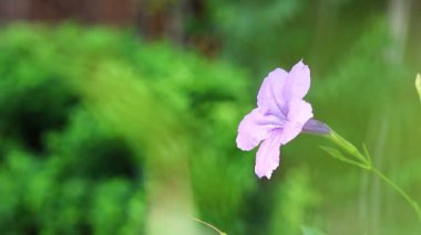 Mor bir çiçek sallanıyor bahçede usulca