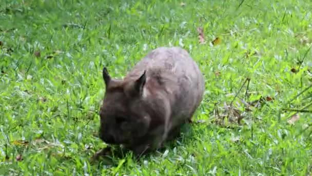 Un wombat se déplace, reniflant et buvant.