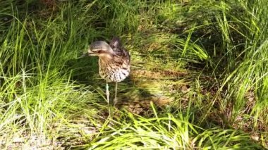 Bush Taş-Curlew Çimenli alanda yürüyor