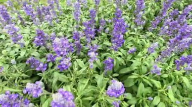Mor çiçeklerin canlı bir gösterisi yavaşça sallanıyor..