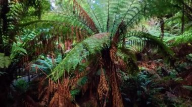 Ağaçlar ve eğreltiotlarıyla yemyeşil yağmur ormanları