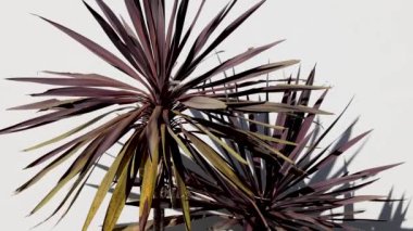 Değişen ışık ve gölgelerle Cordyline Australis ağacı