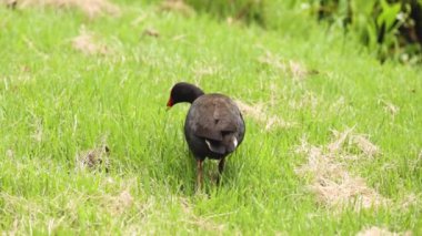 Kuşlar gagalıyor, otlakta yürüyor.
