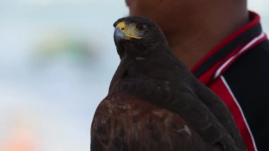 Harris Hawk 'ın yakın plan fotoğrafı.
