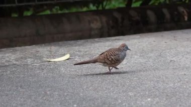 Zebra güvercini yürür ve gagalar beton zeminde