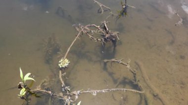Yaprakları temiz suya batırılmış dallar.