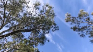 Ağaç dalları açık mavi bir gökyüzünün altında sallanıyor