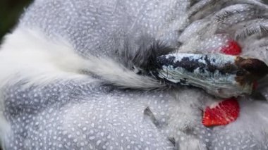 Melbourne, Avustralya 'da Guineafowl tüyleri