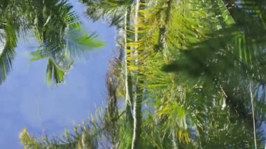 Avustralya Hayvanat Bahçesi 'ndeki suya yansıyan palmiye ağaçları