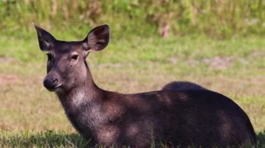 Huzurlu geyik uzanmış, ara sıra etrafa bakıyor.