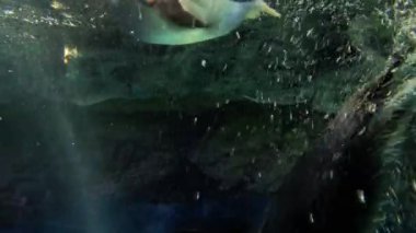 Penguen temiz bir su ortamında zarifçe yüzüyor.