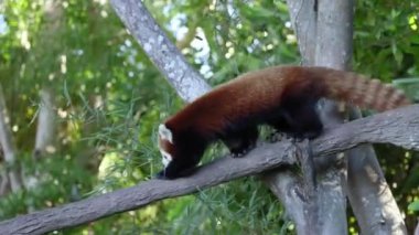 Red panda bir ağaç dalı yürüyüş
