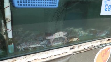 Pazarda satılık bir tankta canlı yengeçler