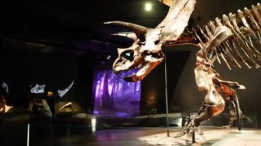 Triceratops iskelet sergisi Melbourne Müzesi 'nde