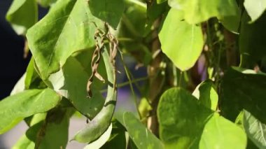 Güneş ışığında usulca sallanıyor