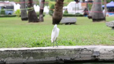 Çimenli bir parkta yürüyen beyaz balıkçıl
