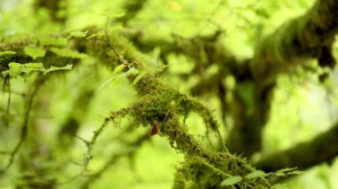 Bereketli ormandaki yosunlu dallara yakın çekim