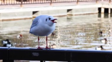 Martı ayakta, ses çıkarıyor ve etrafa bakıyor.