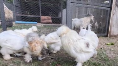 Tavuklar ve keçiler açık havada etkileşim halindeler.
