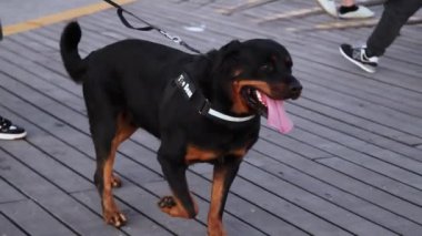 Rottweiler sahibi ile birlikte yürüyor.