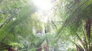 Maits Rest 'te güneşlenen yemyeşil eğreltiotları