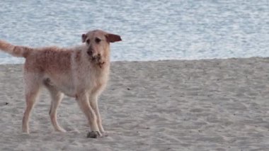 Köpek sahilde eğleniyor.