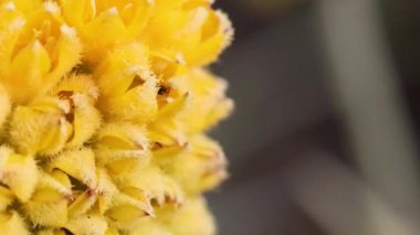 Böcekli sarı çiçeğe yakın çekim