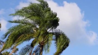 Rüzgarda hareket eden palmiye ağaçları dizisi