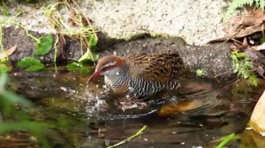 Kuş gölde banyo yapıyor.