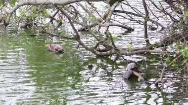 Kaplumbağa gölün dallarında geziniyor.